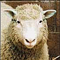 EVEN SHEEP CAN SEE THE STUPIDITY!